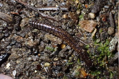 Caseyidae
