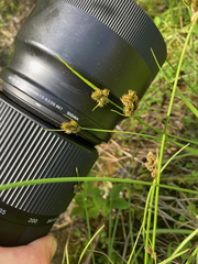 Carex athrostachya