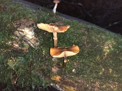 Galerina patagonica
