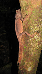 Acanthosaura lepidogaster