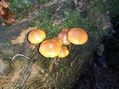 Galerina patagonica