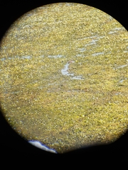 Trachemys scripta scripta