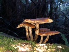 Galerina patagonica