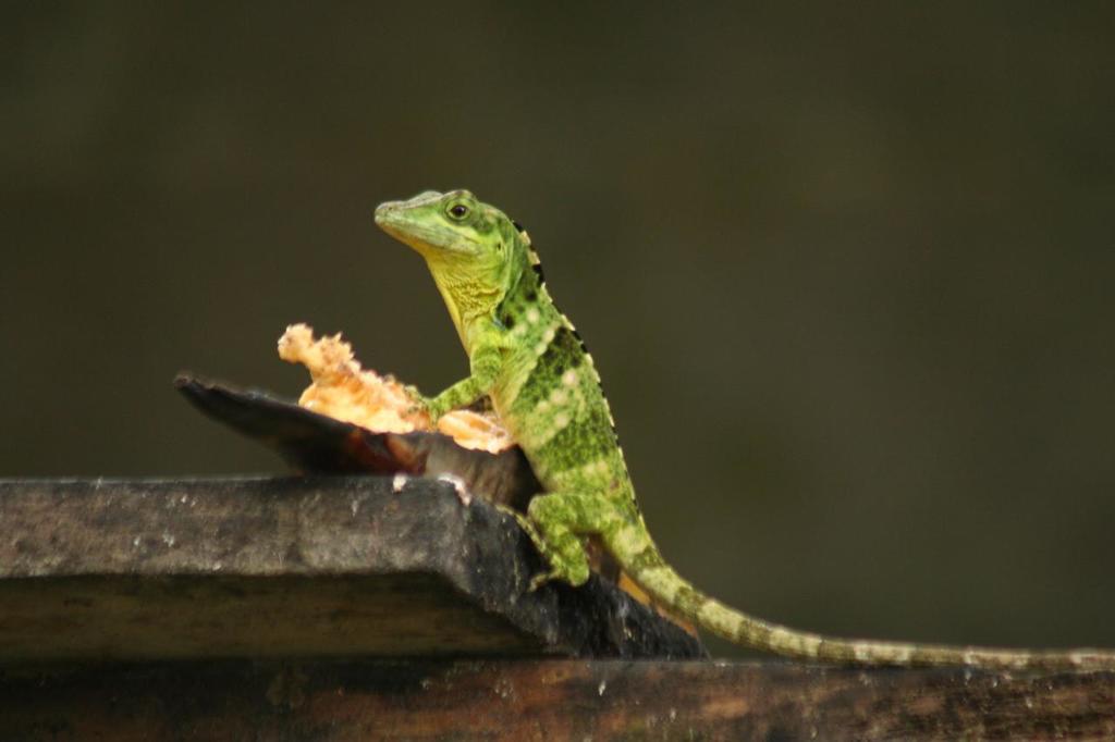 Fraser's Anole