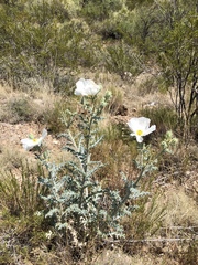 Argemone pleiacantha pinnatisecta