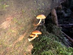 Galerina patagonica