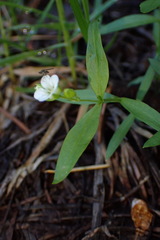 Moehringia macrophylla