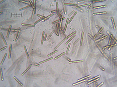 Septotrullula bacilligera