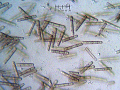 Septotrullula bacilligera