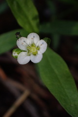 Moehringia macrophylla