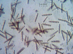 Septotrullula bacilligera