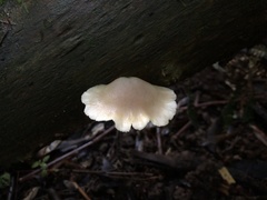 Conchomyces bursiformis