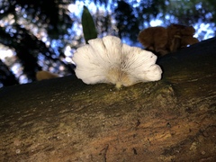 Conchomyces bursiformis