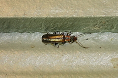 Podabrus cavicollis