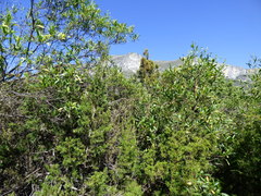 Juniperus saltillensis