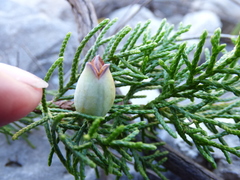 Juniperus saltillensis