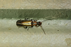 Podabrus cavicollis