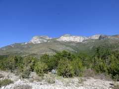 Juniperus saltillensis