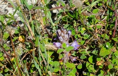Phelipanche arenaria