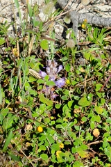 Phelipanche arenaria