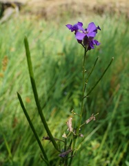 Hesperis matronalis