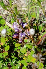 Phelipanche arenaria
