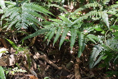 Arachniodes aristata