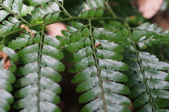 Arachniodes aristata