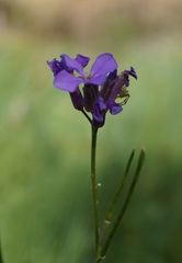Hesperis matronalis