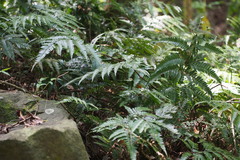 Arachniodes aristata