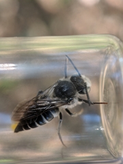 Coelioxys sodalis