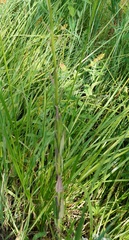 Hesperis matronalis
