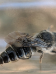 Coelioxys sodalis