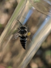 Coelioxys sodalis