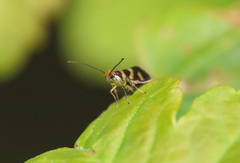 Micropterix cassinella