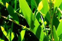 Panorpa meridionalis