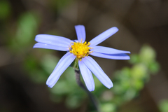 Felicia aethiopica