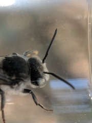 Coelioxys sodalis