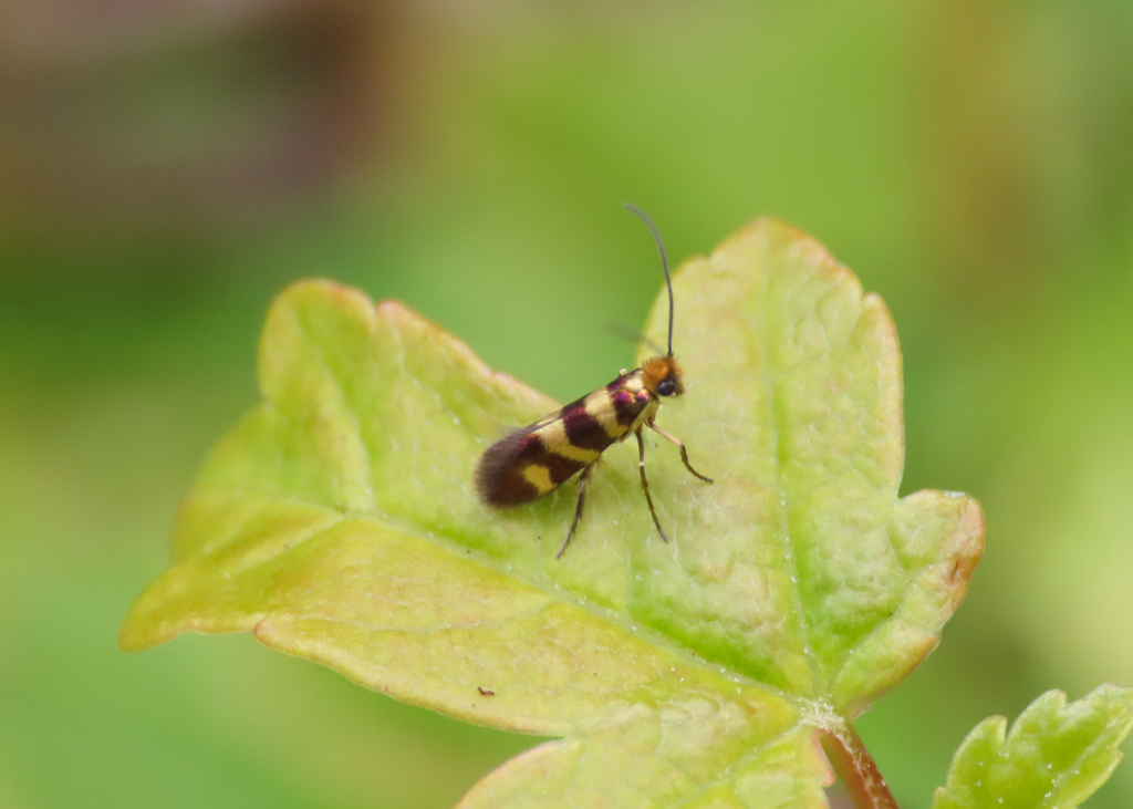 Micropterix cassinella
