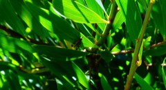 Panorpa meridionalis