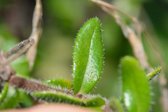 Felicia aethiopica