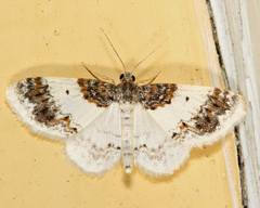 Hydrelia condensata