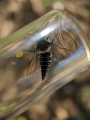 Coelioxys sodalis