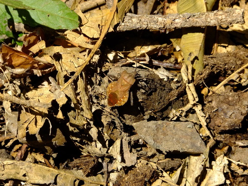 Piezogaster auriculatus