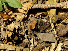 Piezogaster auriculatus