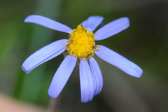 Felicia aethiopica
