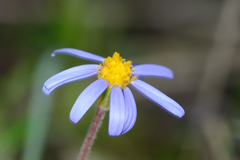 Felicia aethiopica