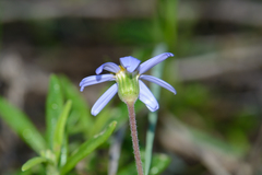 Felicia aethiopica