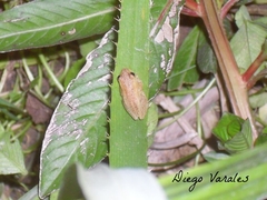 Dendropsophus nanus