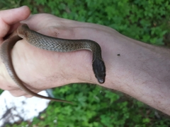 Hebius vibakari